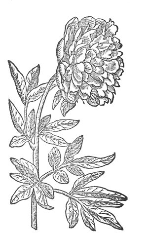 Double red peony- colouring page