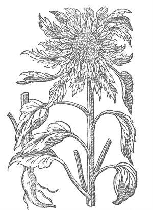 Lesser Sunflower- colouring page