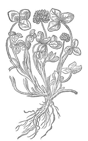 Meadow Trefoil- colouring page