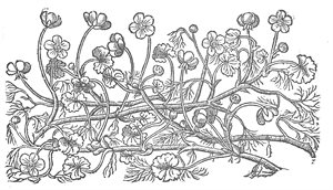 Water Crowfoot- colouring page