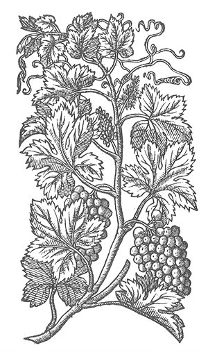 Vine- colouring page